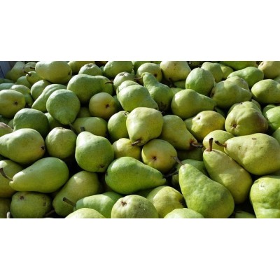 PERE  CONFERENCE - 1Kg